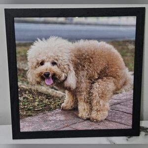 Pooping Poodle Mix Framed Photo (12"x12")